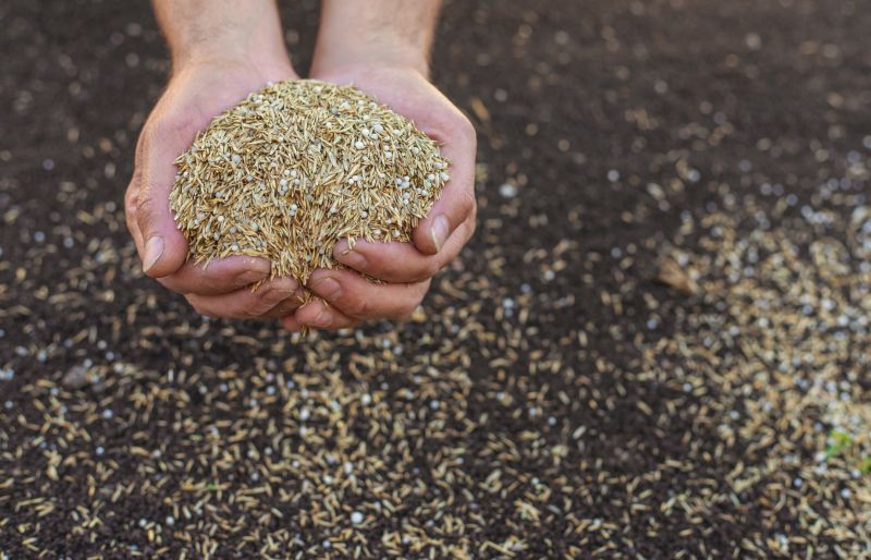 Commercial Lawn Seeding detail
