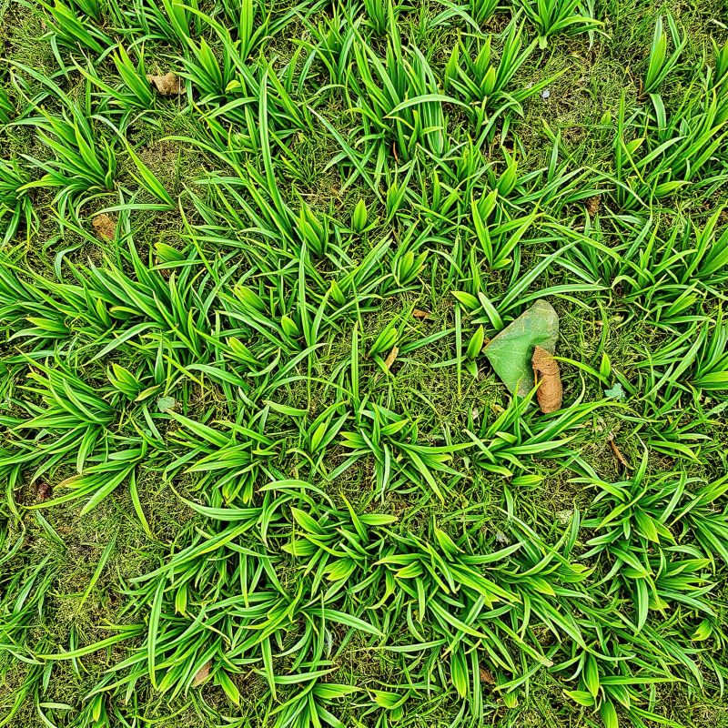 Liquid Grass Seeding