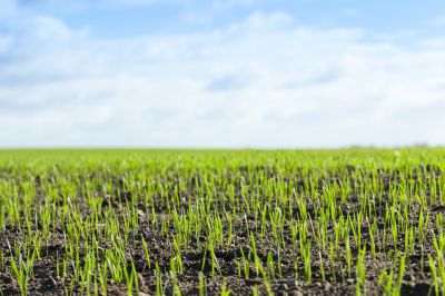 Spring Grass Seeding