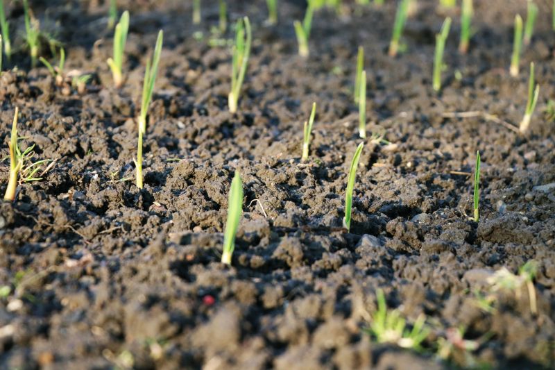 Spring Grass Seeding