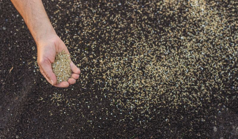 Spring Lawn Reseeding