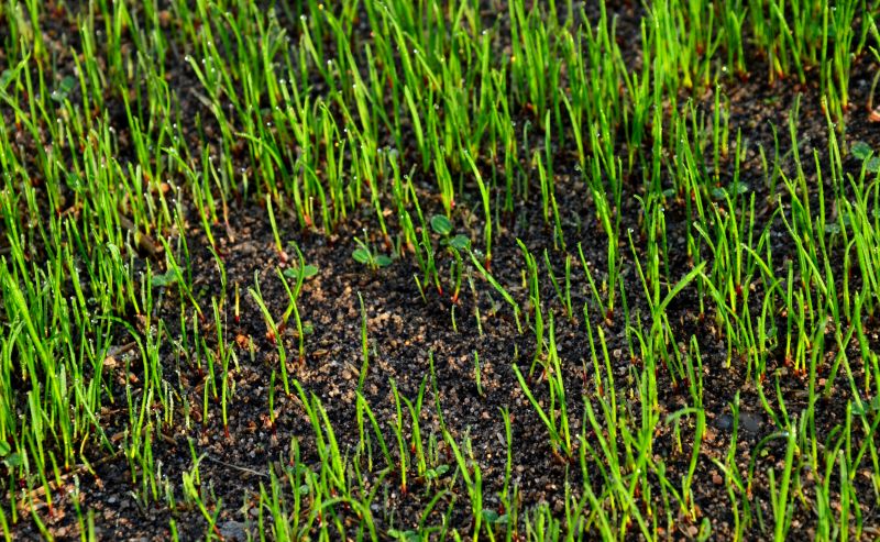 Spring Lawn Reseeding