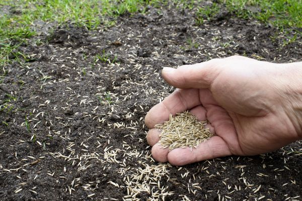 Lawn Overseeding Service in Akron