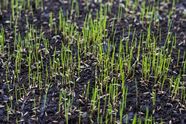 Yard Seeding
