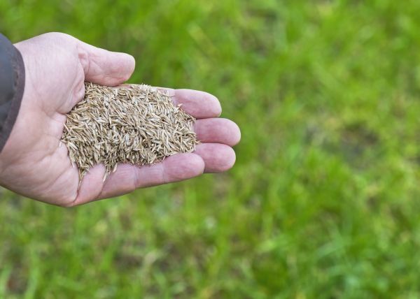 Spring Grass Seeding in Akron