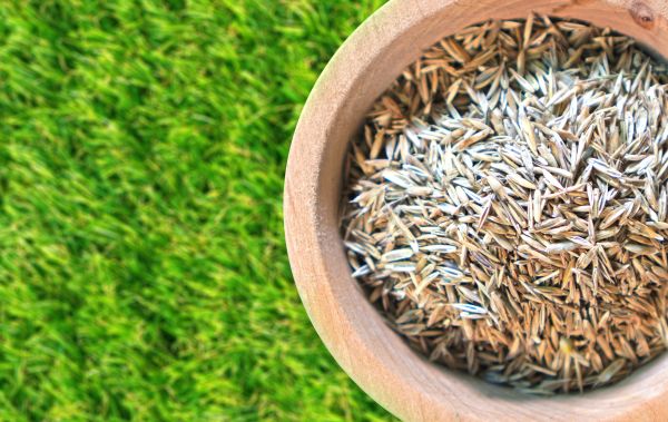 Spring Lawn Overseeding in Akron