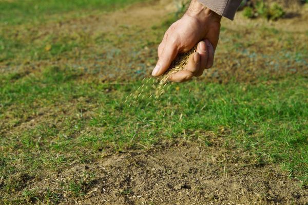 Fall Lawn Seeding in Akron