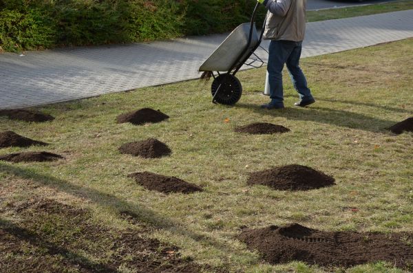 Spring Lawn Repair
