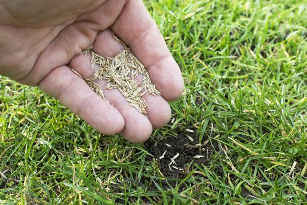 Yard Overseeding in Akron