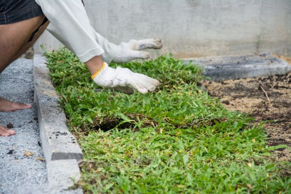 Ground Cover Planting