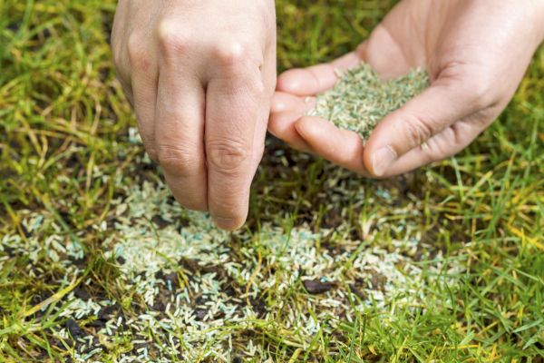 Grass Seed Installation in Akron
